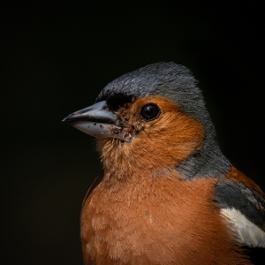 Redwell   20 06 2020   D800   Les 55.jpg